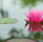 Tantra is represented by the lotus flower