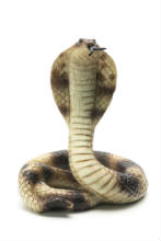 Cobra Breath snake